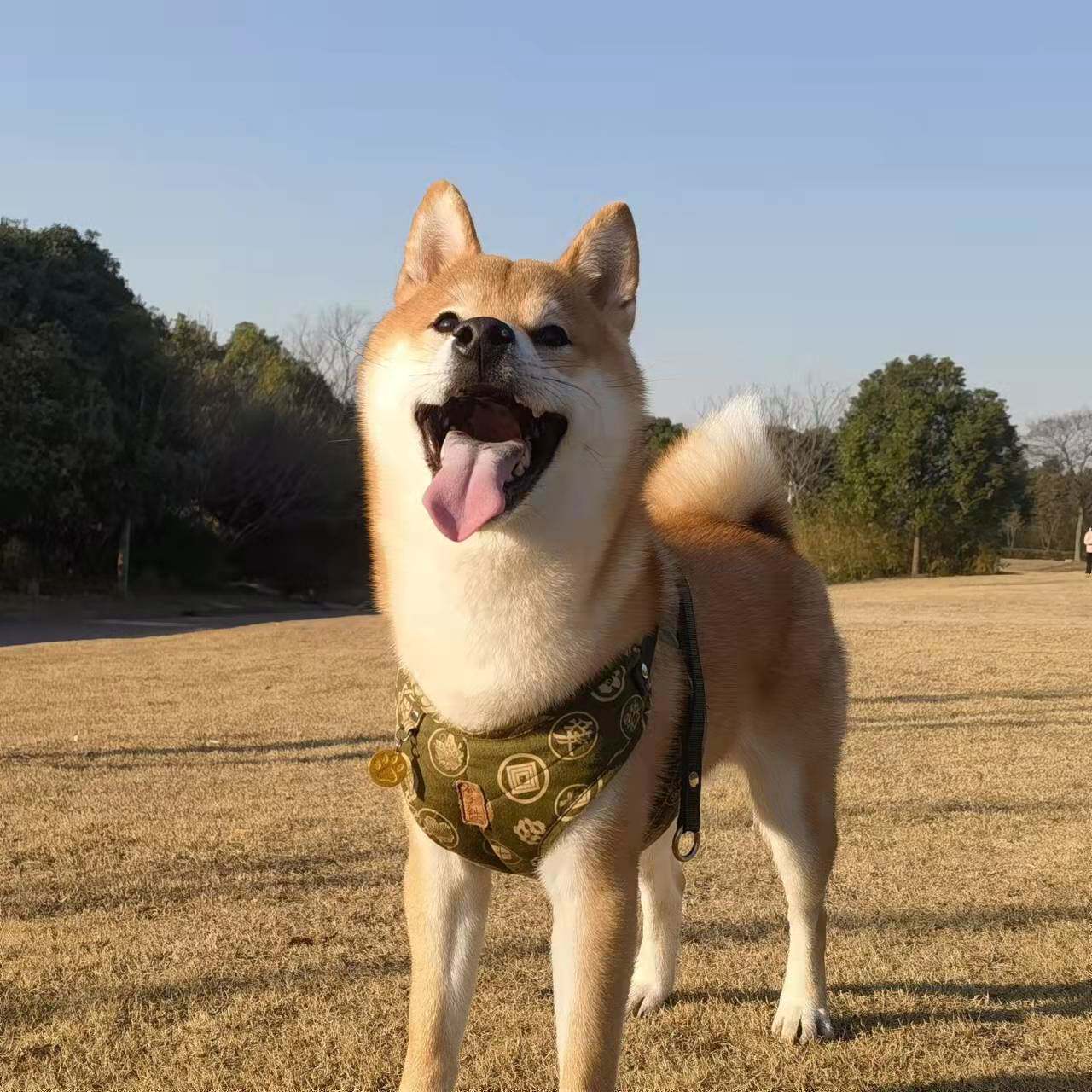 人气爆款日式和风胸背带中小型犬柴犬唐草纹手工背心式牵引