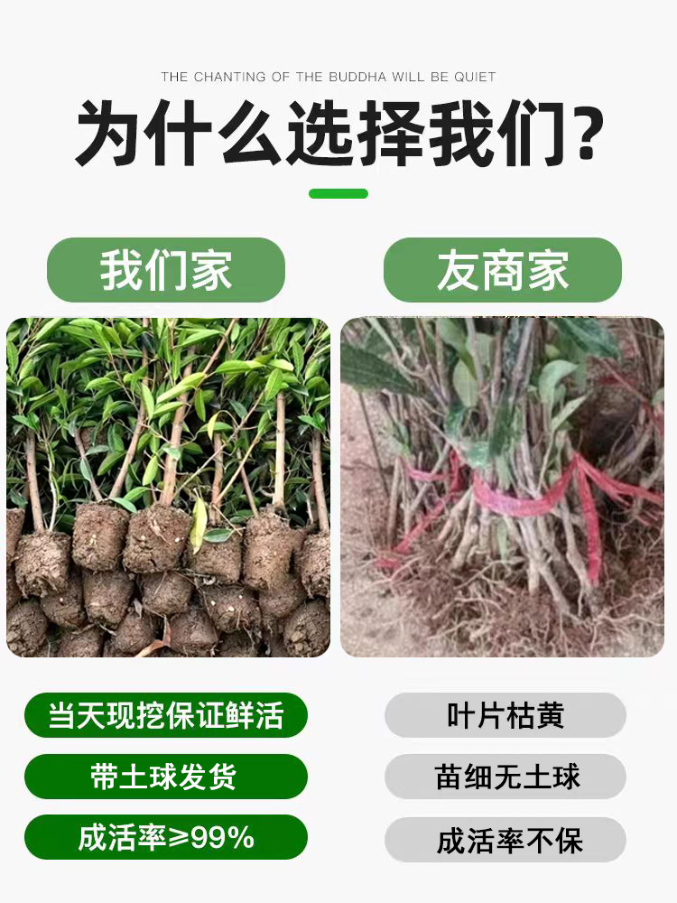 法青法国冬青树苗四季常绿篱笆植物别墅庭院绿篱珊瑚树户外围墙 - 图2