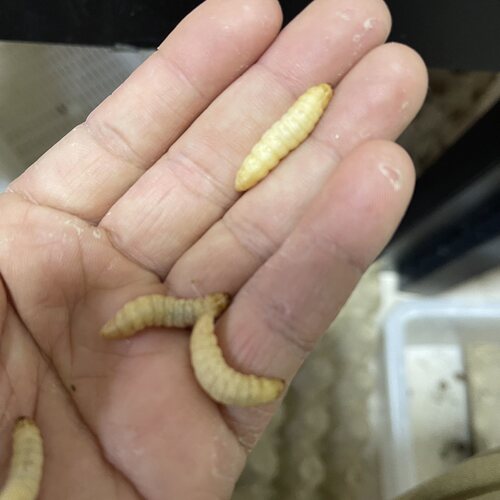 葡萄蜜玉米虫活体蜜虫大蜡螟钓鱼饵鸟虫蜥蜴守宫龟仓鼠芦丁鸡零食 - 图3