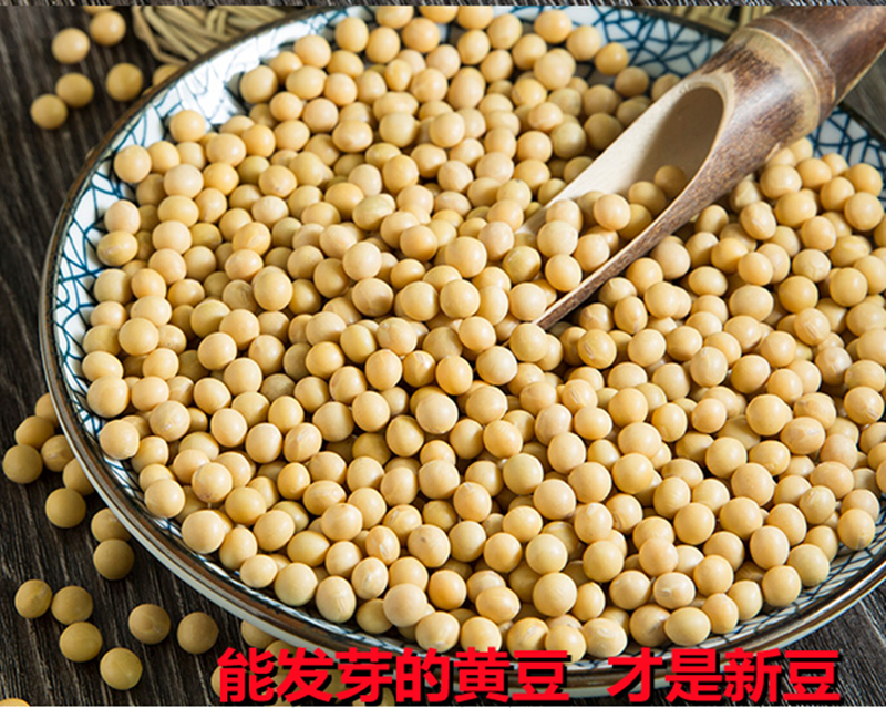 新黄豆发豆芽专用生豆芽泡豆芽发芽黄豆优质大豆非转基因2斤包邮 - 图2