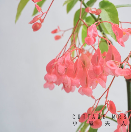 begonia tamaya 红花竹节秋海棠 室内阳台客厅 耐热植物 - 图0