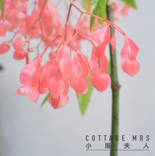 begonia tamaya 红花竹节秋海棠 室内阳台客厅 耐热植物 - 图2