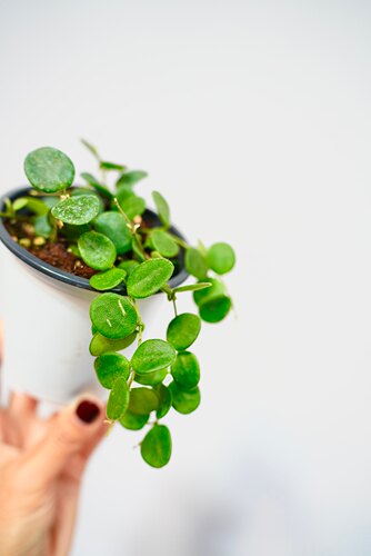 原种匍匐 原始匍匐球兰阳台室内 迷你 盆栽垂吊植物 - 图3