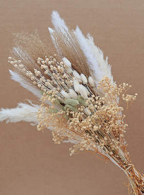 拂尘小芦苇蒲苇满天星干花花束套装天然真花风干ins家居装饰摆件