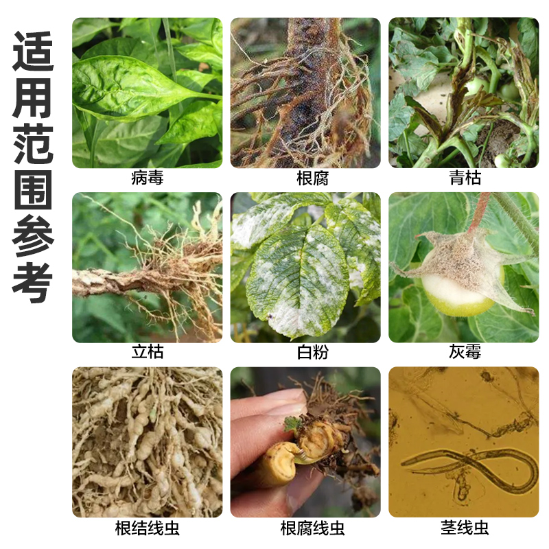 家用淡紫拟青霉专用治根线虫药蔬菜园滴灌根结虫防控微生物无毒菌 - 图1