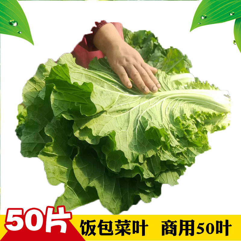 白菜叶饭包东北饭包店菜叶商用打饭包的白菜叶新鲜大白菜叶子包邮 - 图0