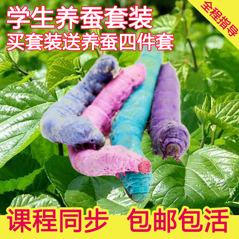 七彩蚕宝宝套装包邮 学生科学课同步活蚕宝宝卵新鲜桑叶工具套餐