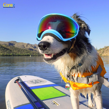 dog ski goggles