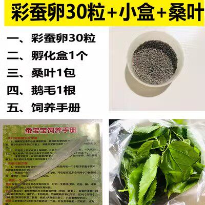 学生科普蚕卵套装小蚕宝宝活体金丝蚕卵任选送新鲜桑叶孵化盒包邮 - 图0