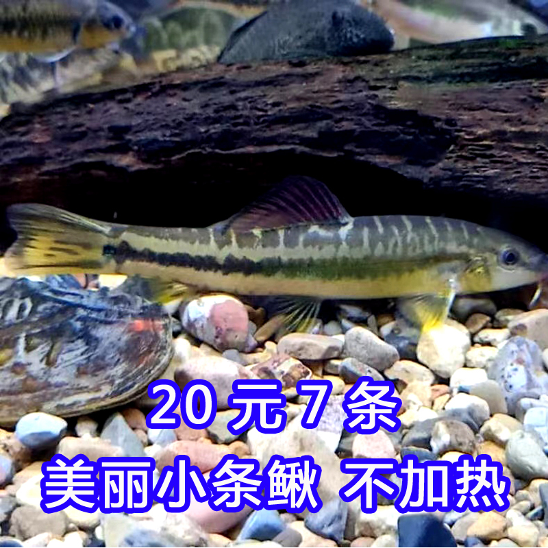 美丽小条鳅观赏鱼活体热带水族原生小型淡水冷水清道夫底层鱼-图0