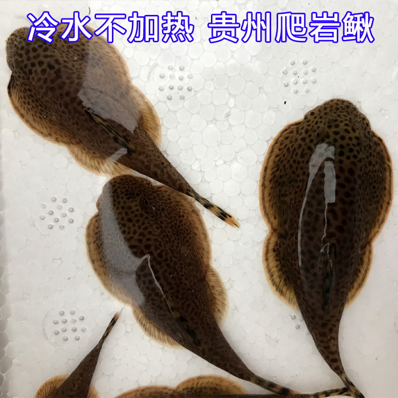 双吸盘贵爬除藻冷水清道夫吸鳅观赏鱼活体水族宠物原生小型淡水鱼-图3