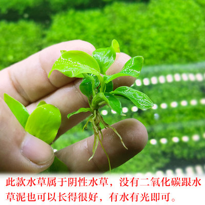 鱼缸造景迷你黄金小水榕水草阴性活体淡水植物懒人前绑沉木杜鹃根 虎窝淘