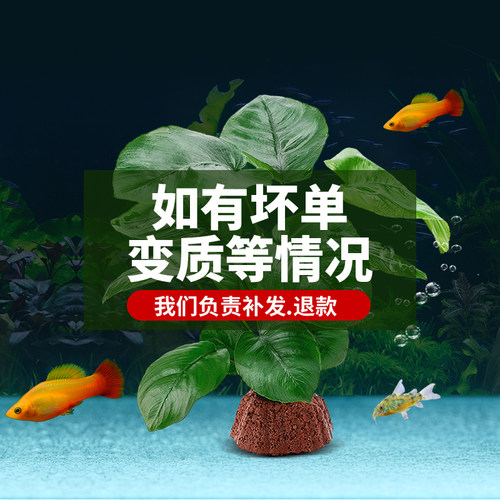 阴性水草植物真草净水懒人好养水榕沉木大叶榕皇冠鱼缸生态造景 - 图0