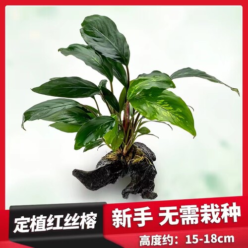 鱼缸造景真水草沉木小水榕迷你榕懒人造景阴性活体增氧新手定植 - 图2