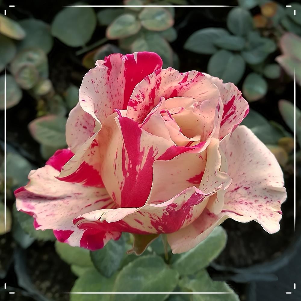 新品 疯狂双色/俩疯子 月季花苗大花条纹灌木勤花庭院阳台盆栽,淘宝优惠券,粉丝福利购,淘宝优惠卷