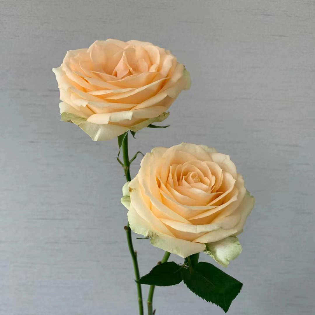 蜜桃雪山 月季花苗 玫瑰多季开花灌木切花香槟色庭院阳台盆栽,淘宝优惠券,粉丝福利购,淘宝优惠卷