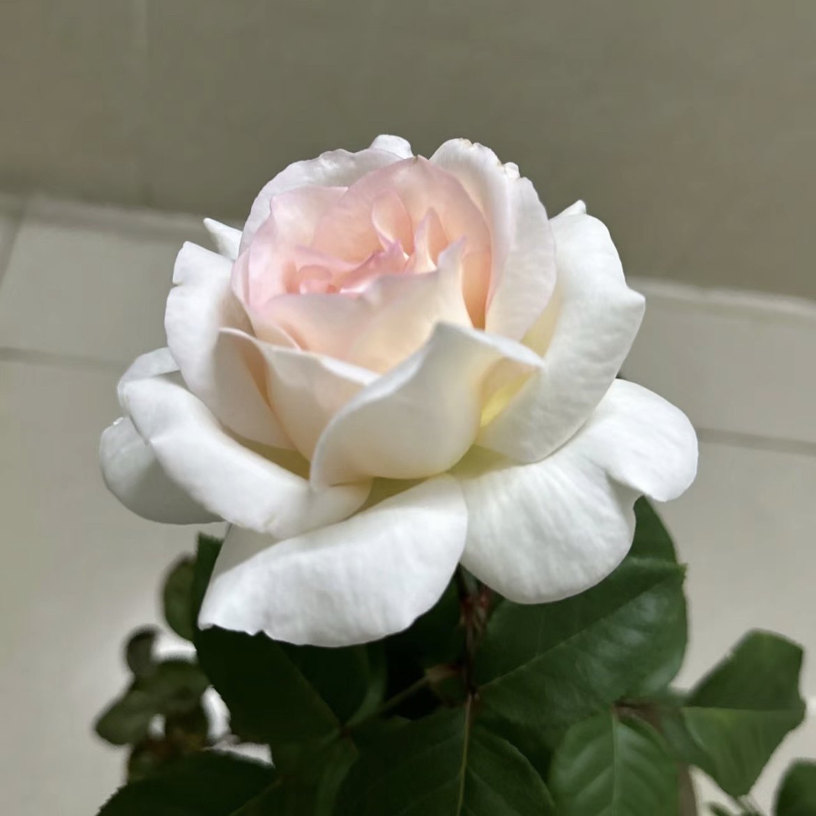 花园宝藏 月季花苗奶油粉色大花勤花浓香耐寒抗病强新品月季,淘宝优惠券,粉丝福利购,淘宝优惠卷