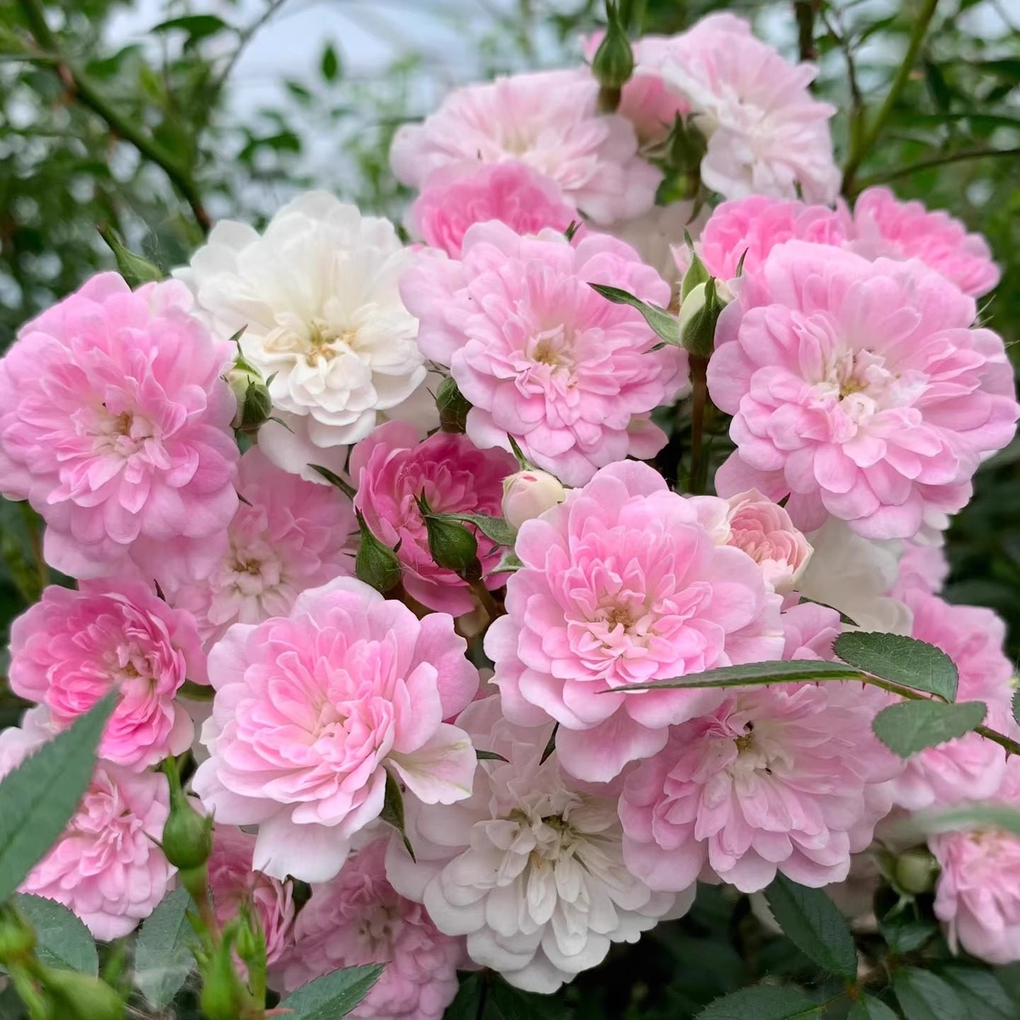 新品【宇部小町】爬藤月季可做篱笆墙做瀑布垂吊可做造型可做花墙,淘宝优惠券,粉丝福利购,淘宝优惠卷