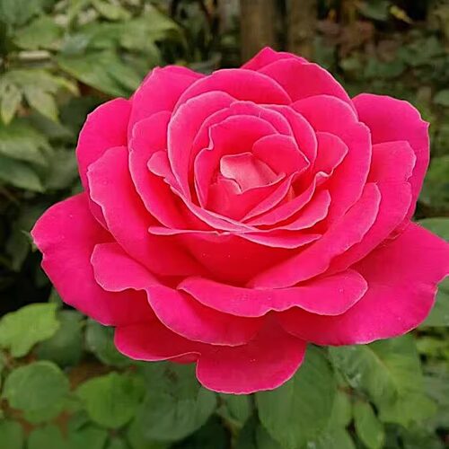 国月 粉和平 月季花苗大花灌木月季中香 勤花 庭院阳台盆栽花卉 - 图0