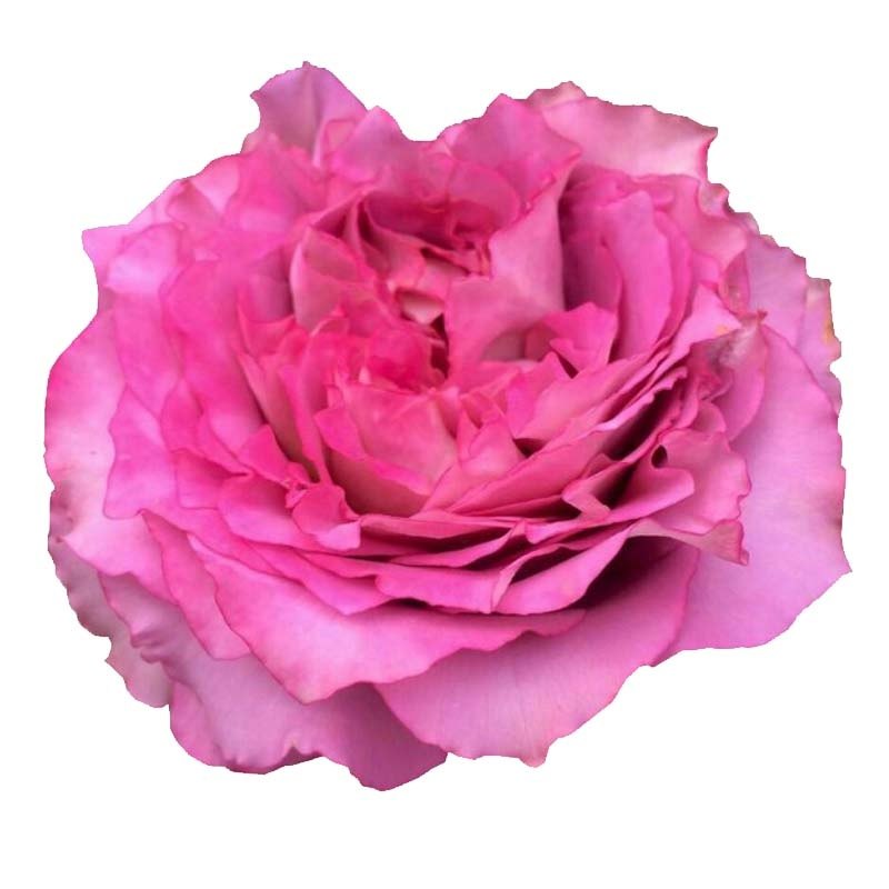 仙王座 月季花苗 阳台大花微月四季浓香玫瑰花盆栽绿植直立勤花,淘宝优惠券,粉丝福利购,淘宝优惠卷