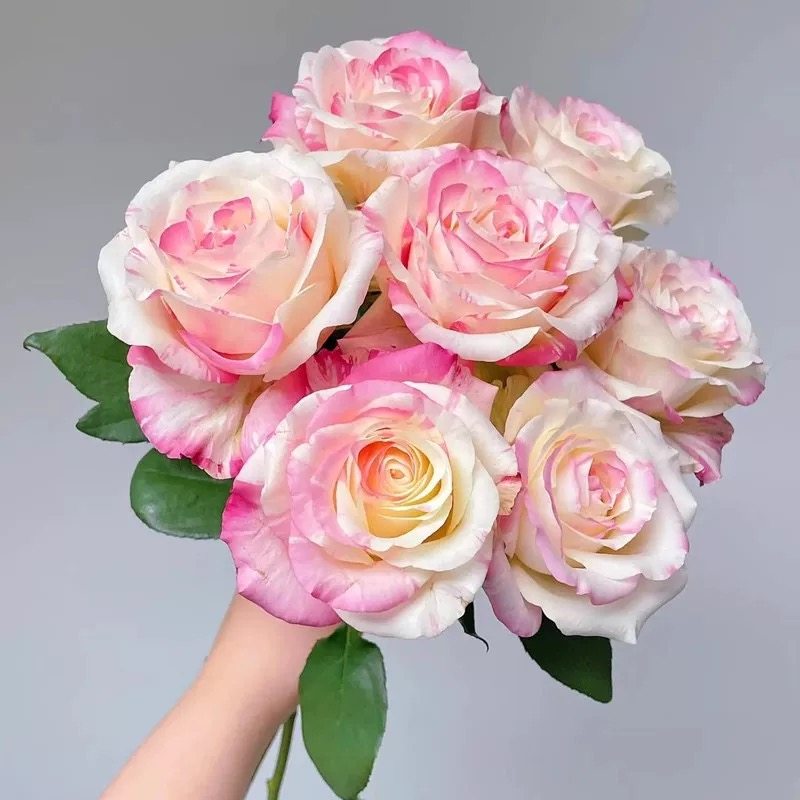 新品 霓裳 月季花苗 大花灌木条纹切花勤花月季玫瑰 庭院阳台盆栽,淘宝优惠券,粉丝福利购,淘宝优惠卷