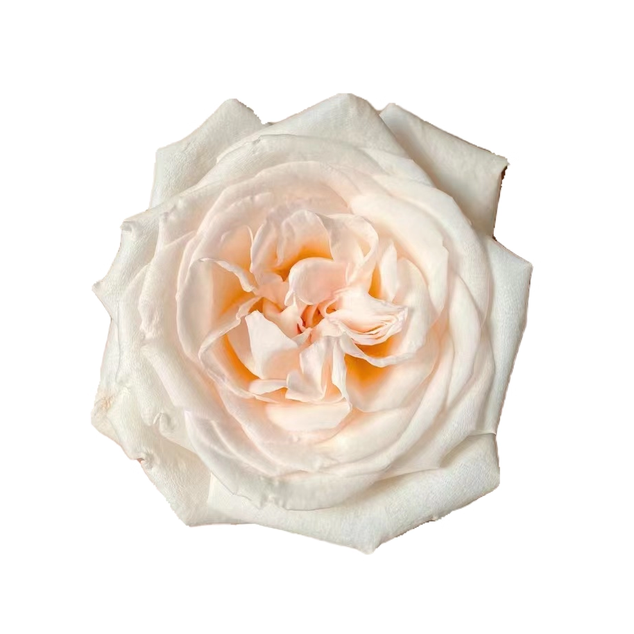 白哈娜/白荔枝 月季花苗 果香大花灌木 勤花直立月季阳台庭院盆栽 - 图3