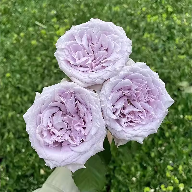 新品【蓝气球】月季切花大花月季花苗庭院阳台盆栽勤花,淘宝优惠券,粉丝福利购,淘宝优惠卷