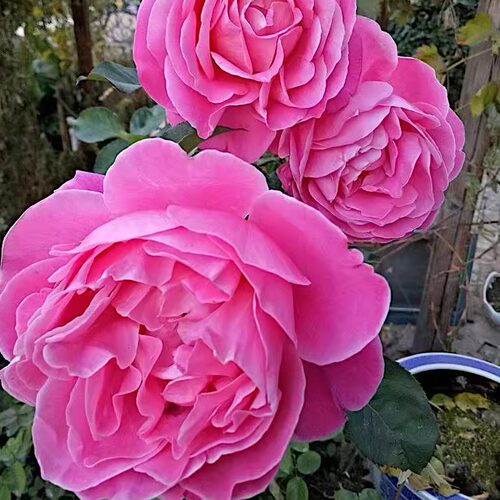国月 粉和平 月季花苗大花灌木月季中香 勤花 庭院阳台盆栽花卉 - 图1