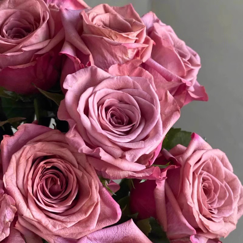 咖啡师/调香师 月季花苗 切花灌木大花直立玫瑰庭院阳台盆栽花卉 - 图0