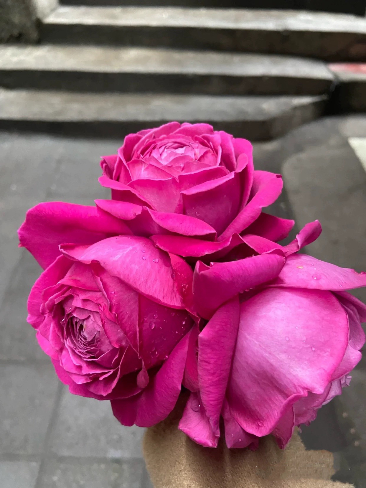 怀旧优雅月季花苗灌木大花包子型玫瑰阳台庭院盆栽四季栽植耐热 - 图0