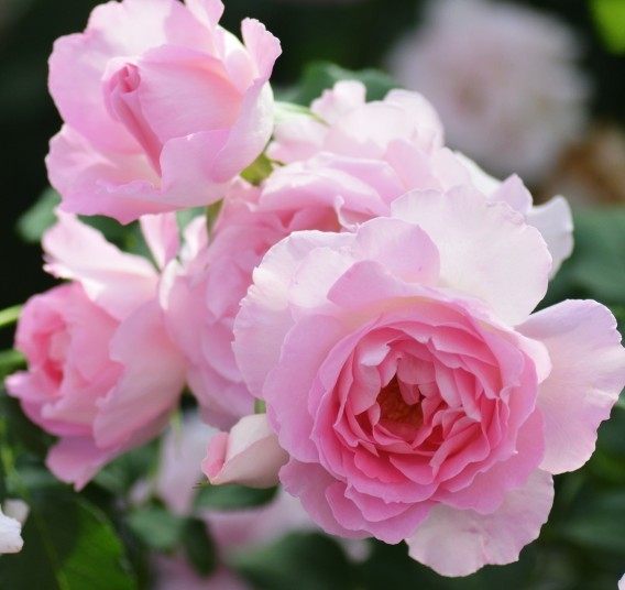 河本 绊 月季花苗 大花灌木日本中香切花月季庭院阳台盆栽花卉,淘宝优惠券,粉丝福利购,淘宝优惠卷