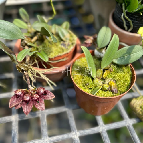 原种 小红鞋石豆兰 珍奇种洋兰花卉 - 图2