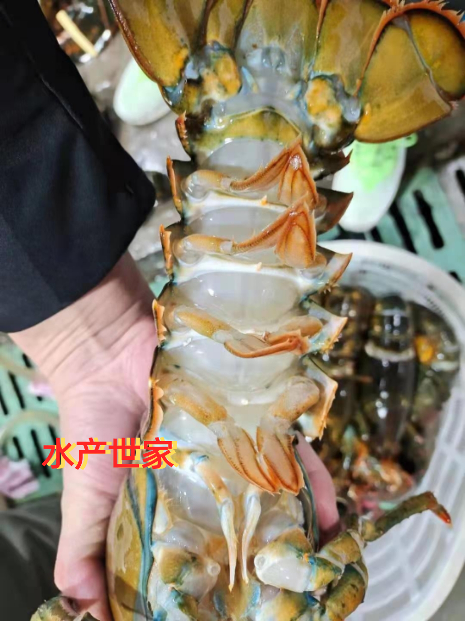 波士顿龙虾大波龙鲜活速冻海鲜澳洲龙虾特大3-15斤超大波龙包邮 - 图2