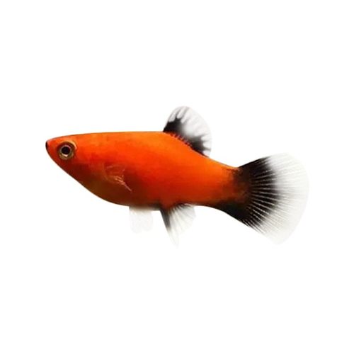 黑玛丽鱼观赏鱼热带鱼米奇鱼月光胎生鱼皮球鱼红剑鱼淡水好养耐活 - 图3