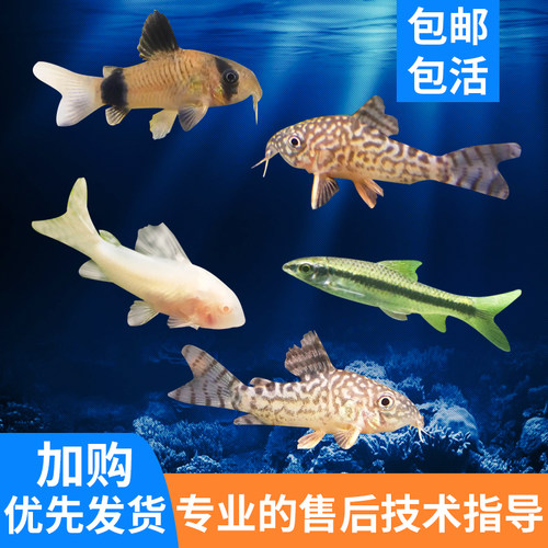 鼠鱼小型清道夫鱼清洁鱼琵琶垃圾鱼金苔鼠熊猫黑线黄金胡子鱼除藻 - 图0