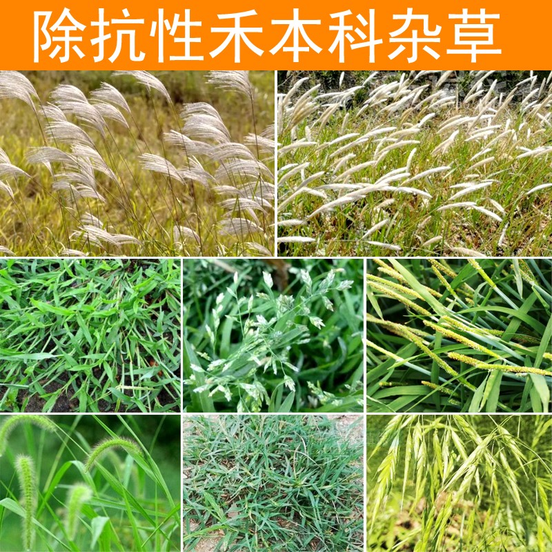 莱恩坪安镢茅除草剂绿化树苗木苜蓿空地除芦苇白茅草烂根的农药 - 图0