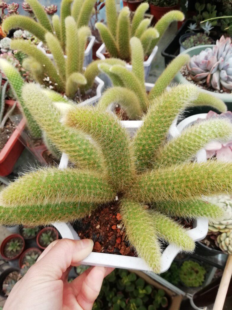 稀有品种多肉九尾狐双色整桩多头群生猴尾高品质优选仙人掌黄金条