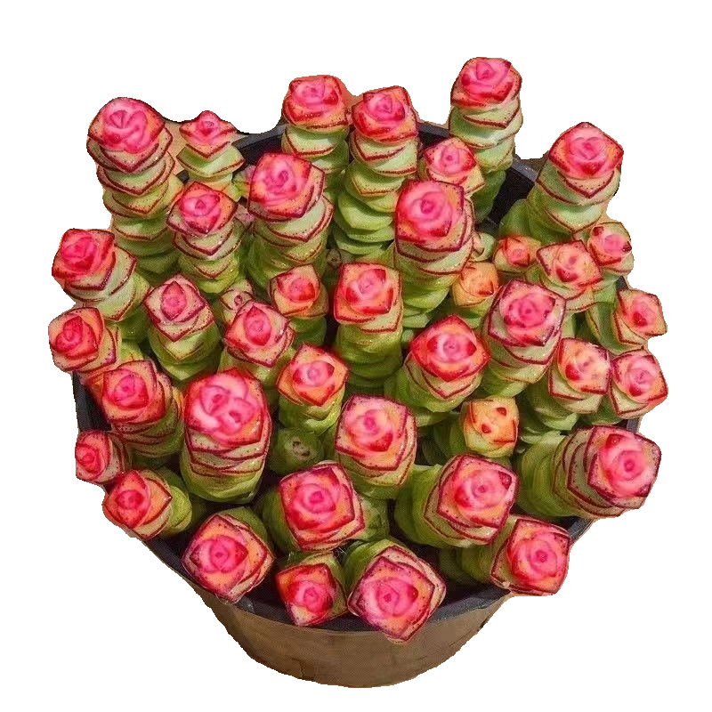 彩色钱串锦多肉植物室内新手好养肉肉红心钱串子稀有品种盆栽花卉,淘宝优惠券,粉丝福利购,淘宝优惠卷