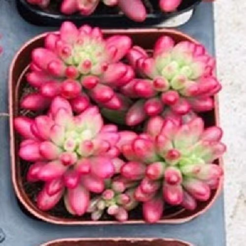 虹之玉锦多肉植物转运珠室内花卉盆栽净化空气红色肉肉新手好养活 - 图2