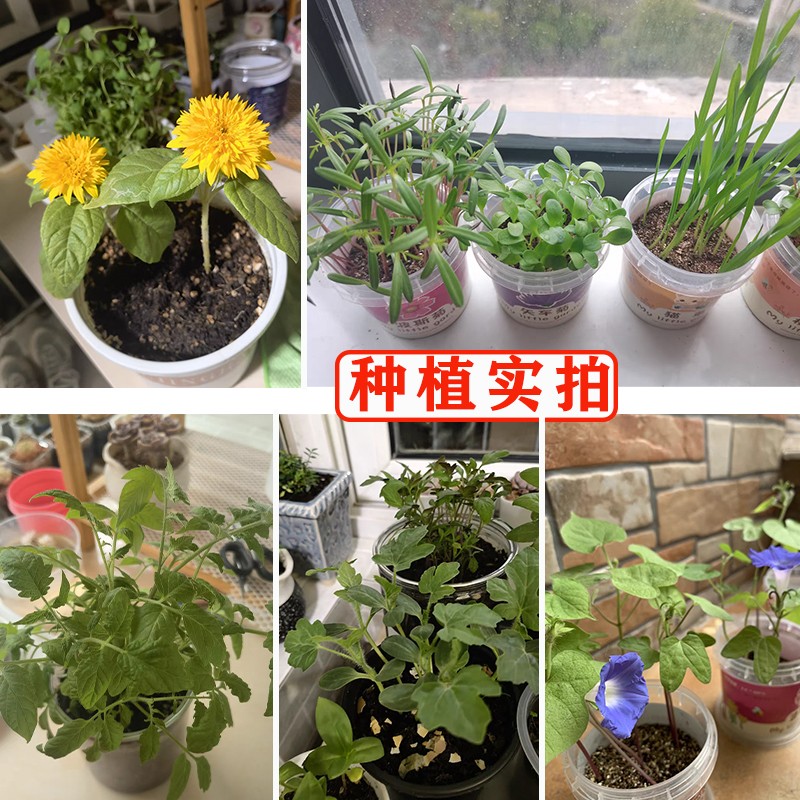 儿童种植植物小盆栽幼儿园学生观察盒diy创意迷你生长向日葵种子 - 图1