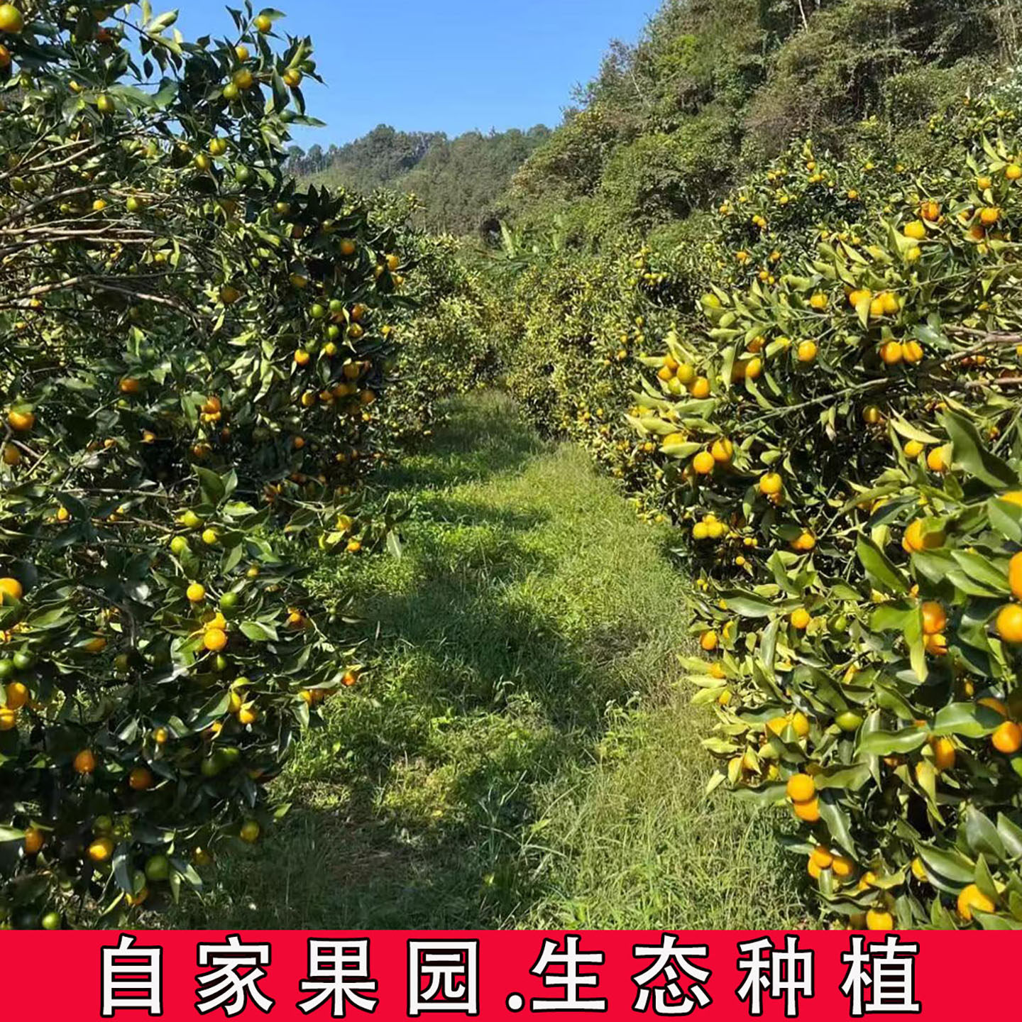 正宗广西融安脆蜜金桔鲜果第三代脆蜜金柑纯甜精品礼盒装顺丰包邮,淘宝优惠券,粉丝福利购,淘宝优惠卷