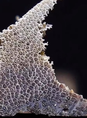 保真披毛犀养身鱼籽纹碎角料养身把玩送礼泡酒