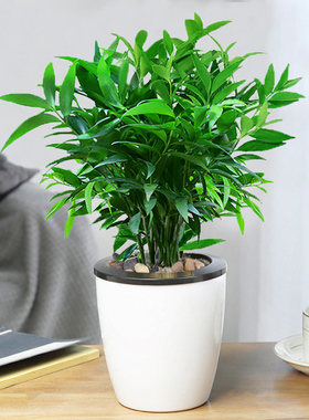 水培驱蚊富贵盆栽竹柏竹水养植物驱蚊草室内客厅绿植花卉四季常青