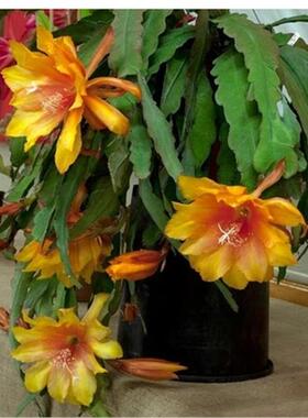 花卉室内绿植多肉仙人植物粉色令箭荷花苗盆栽 叶片插苗 带根发货