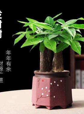 发财树盆桌室内栽客厅面绿植小盆景大发财树苗招财树吸甲醛植物