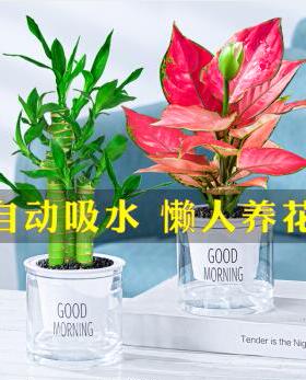 发财树绿桌栀子植花卉面小盆栽芦荟多肉植物水培绿萝办公室内好养