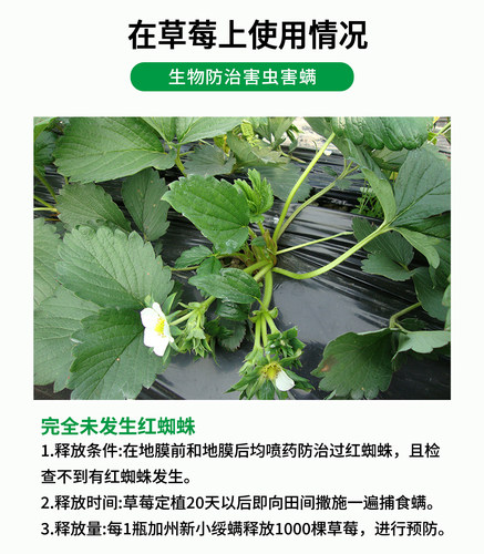 果攸捕食螨 加州新小绥螨草莓月季玫瑰红蜘蛛白蜘蛛天敌袋罐装 - 图1