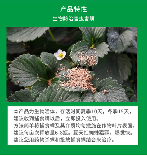 果攸捕食螨 加州新小绥螨草莓月季玫瑰红蜘蛛白蜘蛛天敌袋罐装 - 图0
