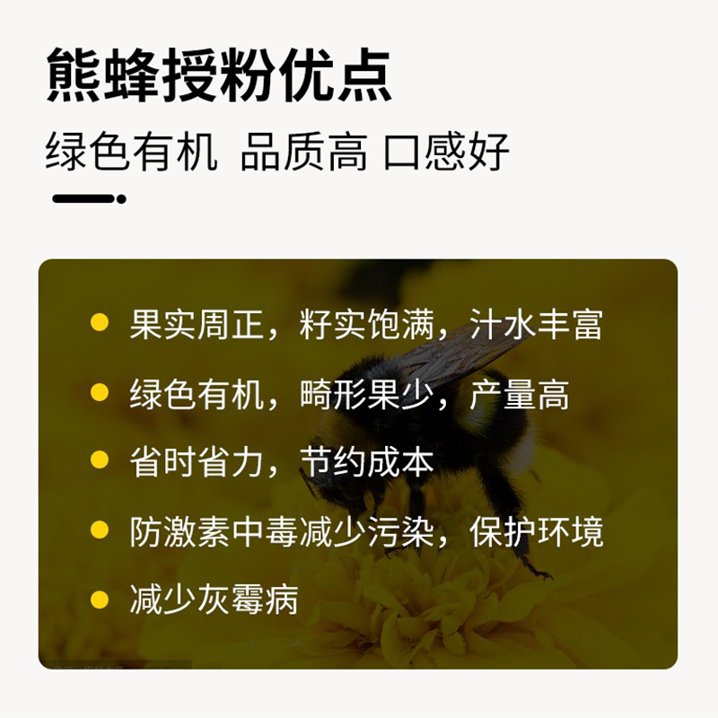 果攸熊蜂授粉熊蜂番茄甜瓜授粉草莓授粉约100只（含卵和幼蜂）-图0