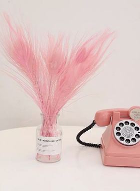 ins粉色房间可爱风背景孔雀羽毛